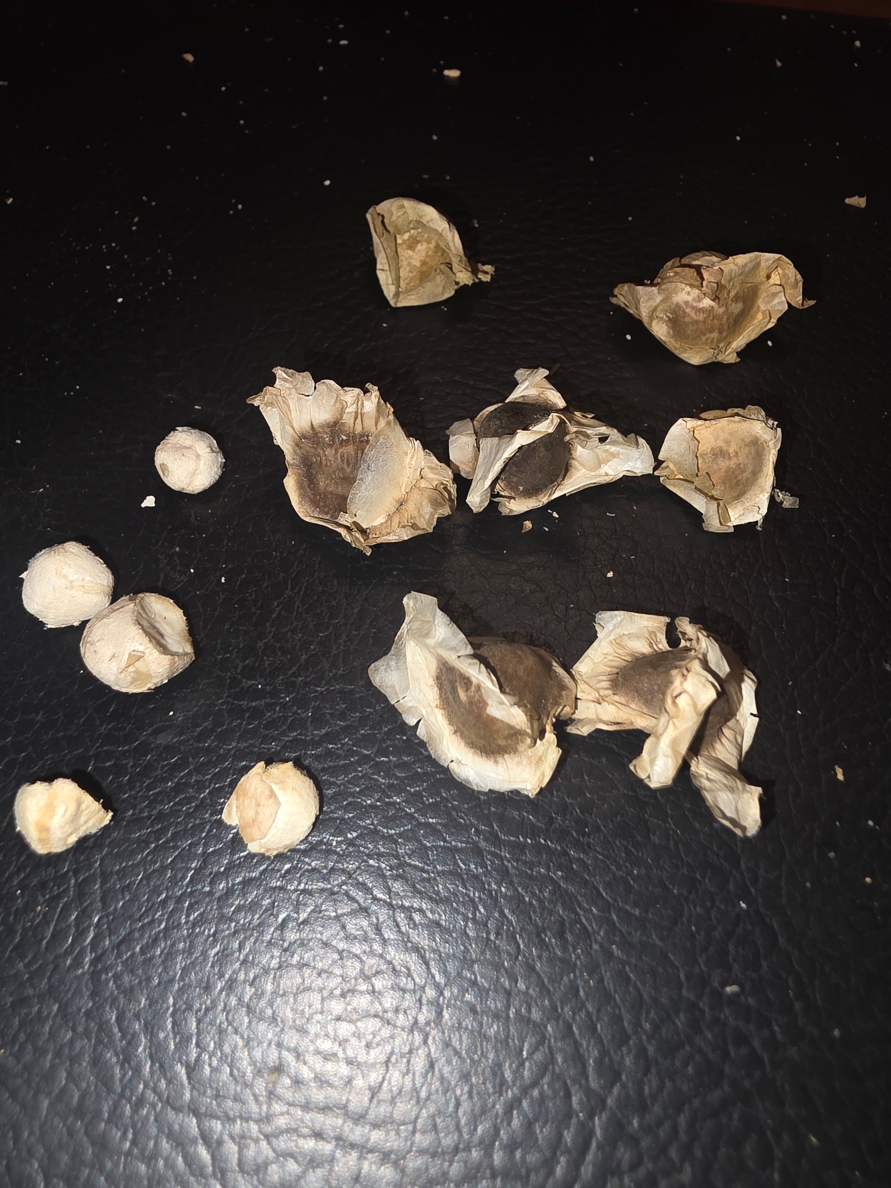 Moringa seads Known as the tree of life 1$ per sead $10x12