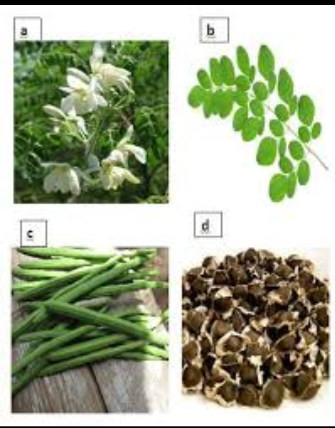 Moringa seads Known as the tree of life 1$ per sead $10x12