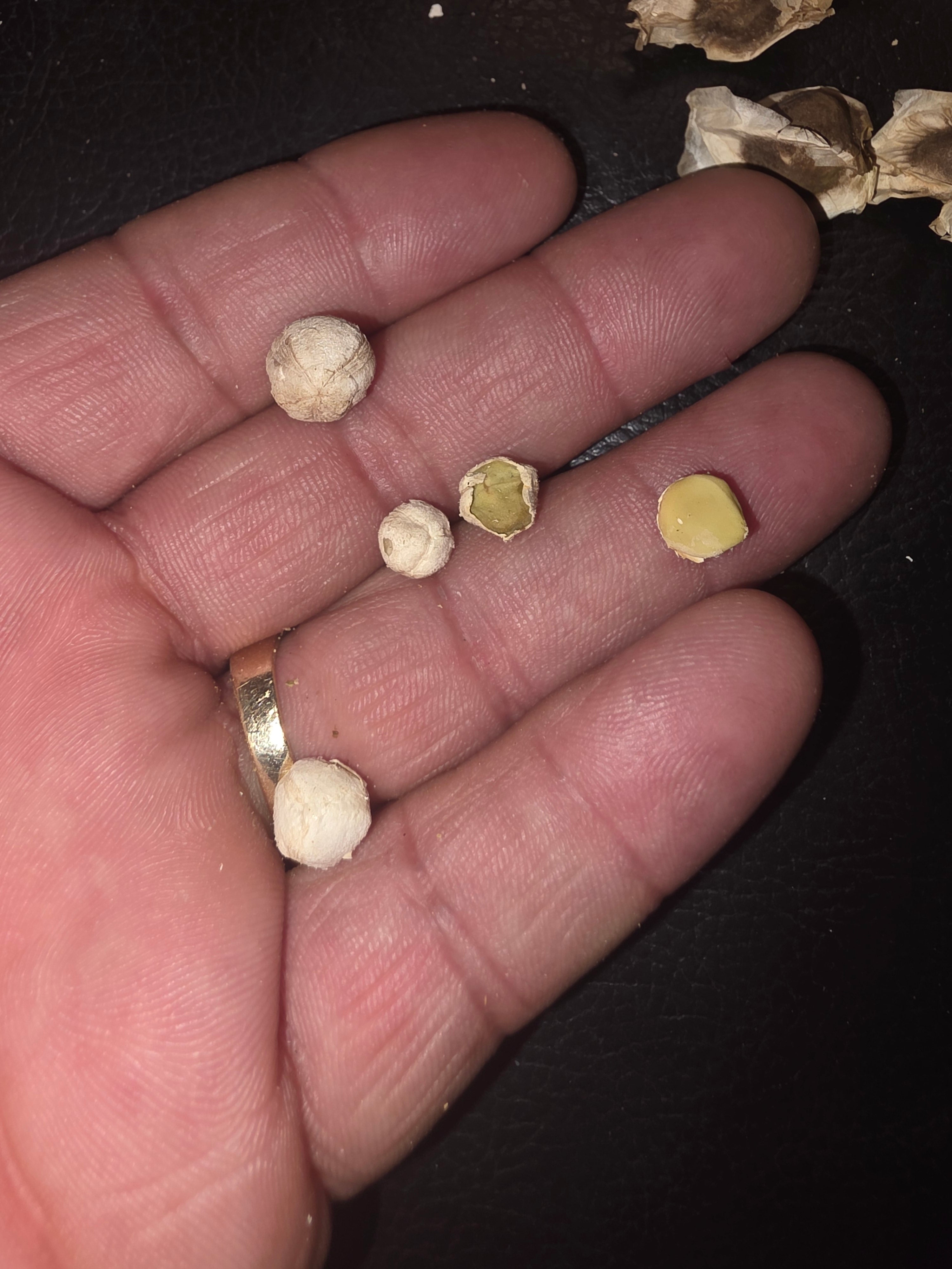 Moringa seads Known as the tree of life 1$ per sead $10x12