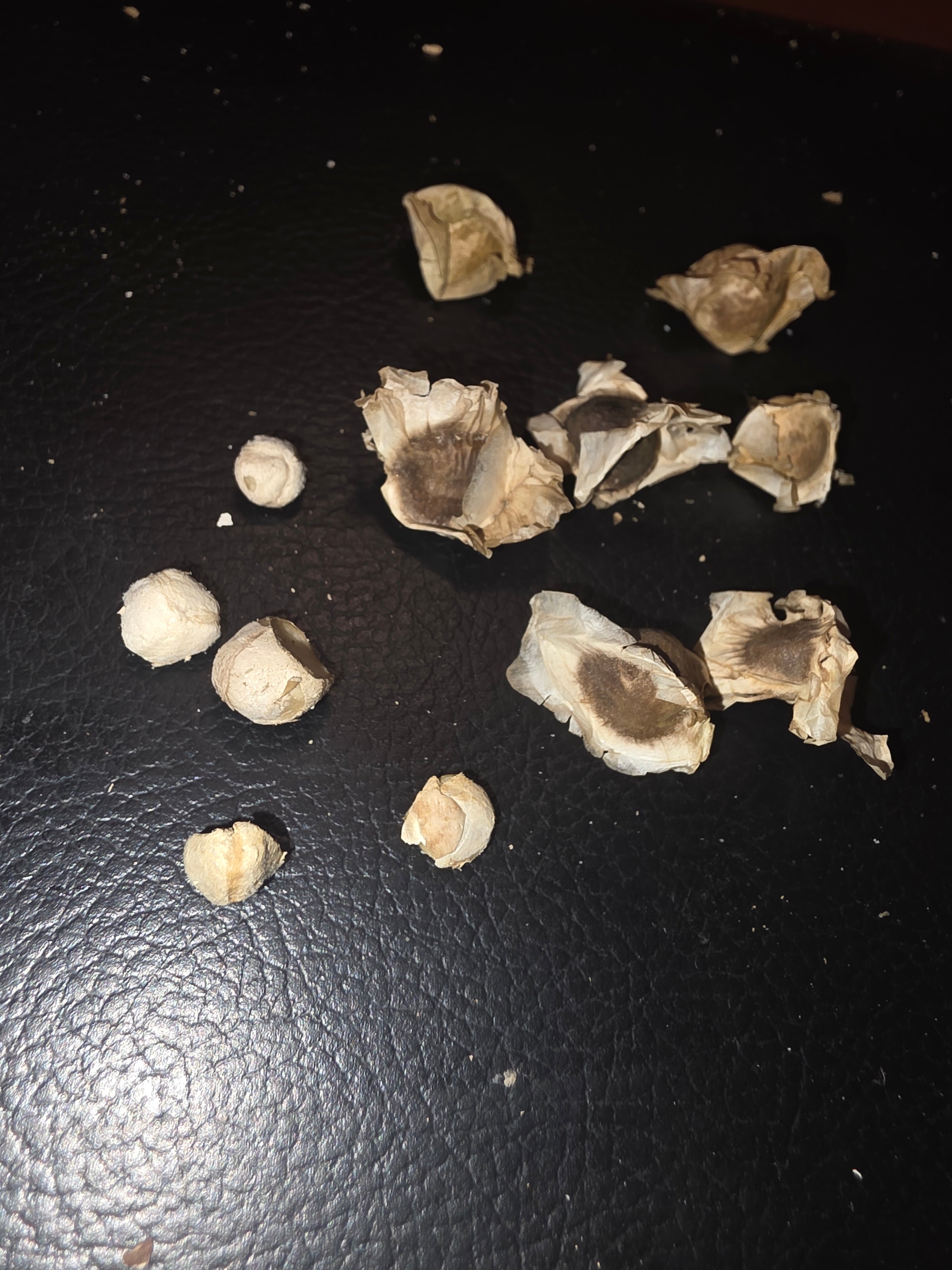 Moringa seads Known as the tree of life 1$ per sead $10x12