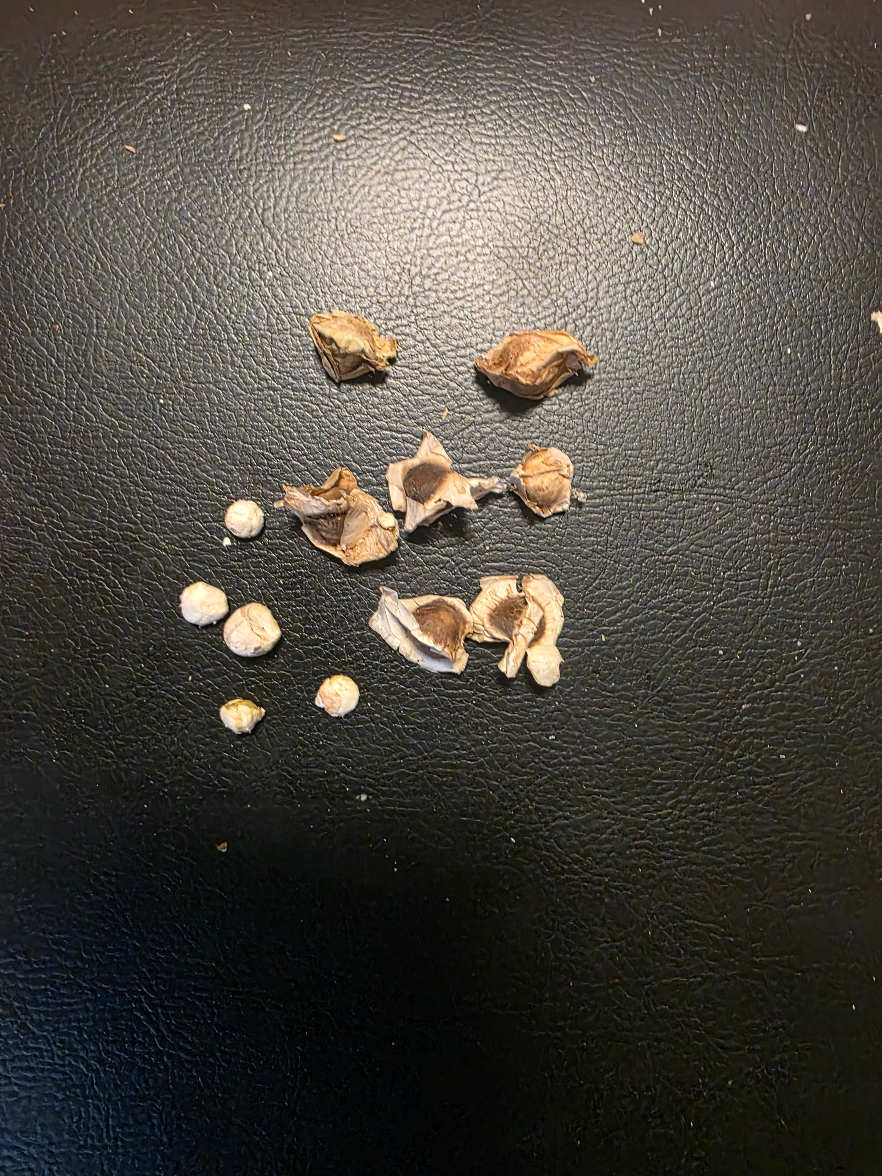 Moringa seads Known as the tree of life 1$ per sead $10x12